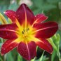 Hemerocallis Seeds Mixed 6 Colors 100 PCS Seeds