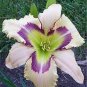 Hemerocallis Seeds Mixed 6 Colors 100 PCS Seeds