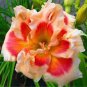 Hemerocallis Seeds Mixed 6 Colors 100 PCS Seeds