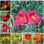 Hemerocallis Seeds Mixed 6 Colors 100 PCS Seeds
