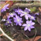 Hepatica Nolilis Bonsai Flower Beautiful Watch Bonsai Plants 100 PCS Seeds