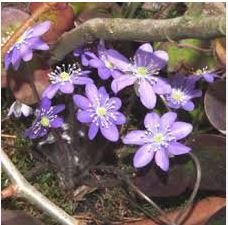 Hepatica Nolilis Bonsai Flower Beautiful Watch Bonsai Plants 100 PCS Seeds