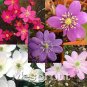 Hepatica Nolilis Bonsai Flower Beautiful Watch Bonsai Plants 100 PCS Seeds
