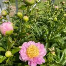 Herbaceous Peony Flower 6 PCS Seeds