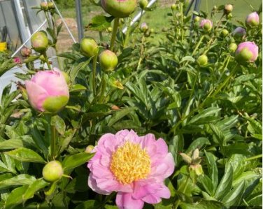 Herbaceous Peony Flower 6 PCS Seeds
