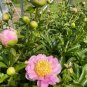 Herbaceous Peony Flower 6 PCS Seeds