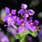 Herbs Plant February Lan Orychophragmus Violaceus Flower 120 PCS Seeds