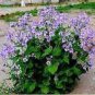 Herbs Plant February Lan Orychophragmus Violaceus Flower 120 PCS Seeds