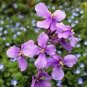 Herbs Plant February Lan Orychophragmus Violaceus Flower 120 PCS Seeds