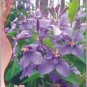 Herbs Plant February Lan Orychophragmus Violaceus Flower 120 PCS Seeds