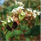 Herbs Plant Tartary Buckwheat Flowers 35 PCS Seeds