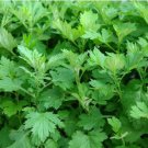 Heriloom Herbs Plant Mugwort 100 PCS Seeds