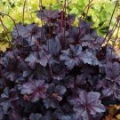 Heuchera 100 PCS Seeds Heuchera 100 PCS Seeds