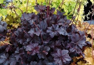 Heuchera 100 PCS Seeds