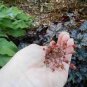 Heuchera 100 PCS Seeds