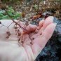 Heuchera 100 PCS Seeds