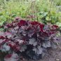 Heuchera 100 PCS Seeds