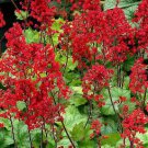 Heuchera 'Coral Bell' 200 PCS Seeds