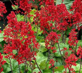 Heuchera 'Coral Bell' 200 PCS Seeds