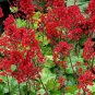 Heuchera 'Coral Bell' 200 PCS Seeds