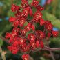Heuchera 'Coral Bell' 200 PCS Seeds