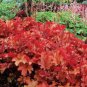 Heuchera 'Coral Bell' 200 PCS Seeds