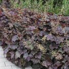 Heuchera micrantha 100 PCS Seeds Heuchera micrantha 100 PCS Seeds