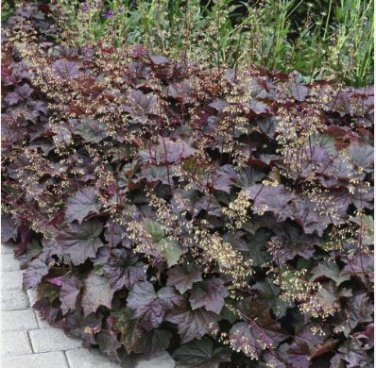 Heuchera micrantha 100 PCS Seeds