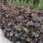 Heuchera micrantha 100 PCS Seeds
