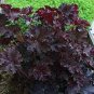 Heuchera micrantha 100 PCS Seeds