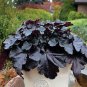 Heuchera micrantha 100 PCS Seeds