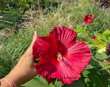 Hibiscus Moscheutos Flower 25 PCS Seeds