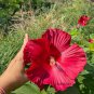 Hibiscus Moscheutos Flower 25 PCS Seeds