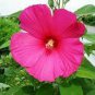 Hibiscus Moscheutos Flower 25 PCS Seeds