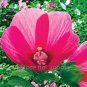 Hibiscus Moscheutos Flower 25 PCS Seeds