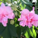 Hibiscus mutabilis Seeds Light Pink Double Flowers 20 PCS Seeds Hibiscus mutabilis Seeds Light Pink Double Flowers 20 PCS Seeds
