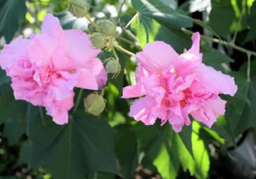 Hibiscus mutabilis Seeds Light Pink Double Flowers 20 PCS Seeds
