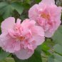 Hibiscus mutabilis Seeds Light Pink Double Flowers 20 PCS Seeds