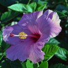 Hibiscus Plants Seeds Sky Blue Purple Big Flowers with Light Pink Edge 200 PCS Seeds Hibiscus Plants Seeds Sky Blue Purple Big Flowers with Light Pink Edge 200 PCS Seeds