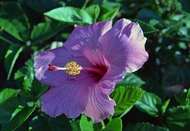 Hibiscus Plants Seeds Sky Blue Purple Big Flowers with Light Pink Edge 200 PCS Seeds