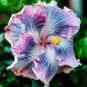 Hibiscus Plants Seeds Sky Blue Purple Big Flowers with Light Pink Edge 200 PCS Seeds