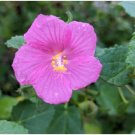 Hibiscus ROSA-SINENSIS Flower Seeds Dark Flowers with White Damask Edge 200 pcs Seeds Hibiscus ROSA-SINENSIS Flower Seeds Dark Flowers with White Damask Edge 200 pcs Seeds