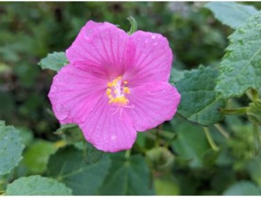Hibiscus ROSA-SINENSIS Flower Seeds Dark Flowers with White Damask Edge 200 pcs Seeds