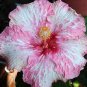 Hibiscus ROSA-SINENSIS Flower Seeds Dark Flowers with White Damask Edge 200 pcs Seeds