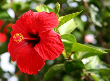 Hibiscus Rosa-sinensis Perennial Flower 20 PCS Seeds