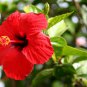 Hibiscus Rosa-sinensis Perennial Flower 20 PCS Seeds