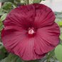 Hibiscus Rosa-sinensis Perennial Flower 20 PCS Seeds