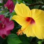 Hibiscus Rosa-sinensis Perennial Flower 20 PCS Seeds