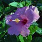 Hibiscus Rosa-sinensis Perennial Flower 20 PCS Seeds