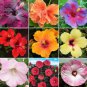 Hibiscus Rosa-sinensis Perennial Flower 20 PCS Seeds